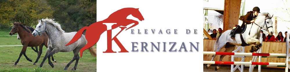 Domaine de Kernizan, élevage de poneys du connémara